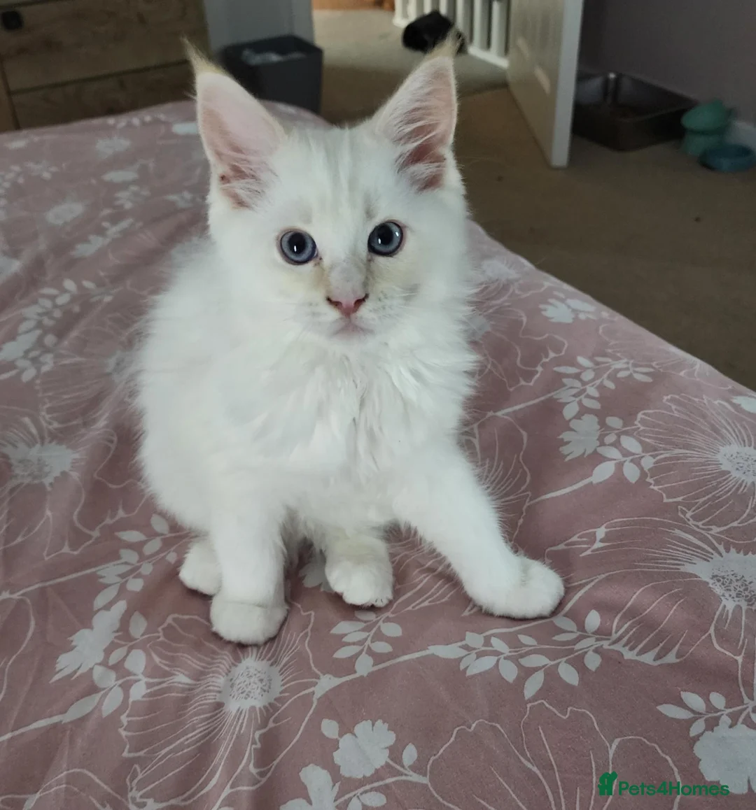 Mixed Breed cats for sale: RAGCOON 😍rare colour🥰🥰 REDUCED PRICE - Advert 2