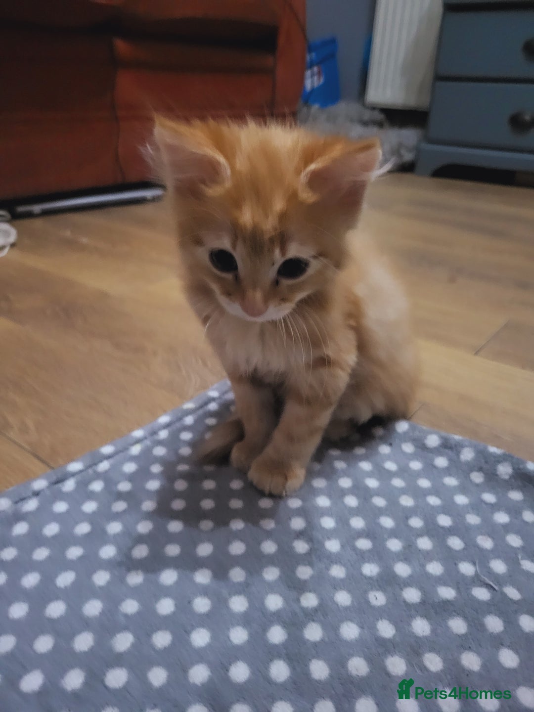 Mixed Breed cats for sale: 2 Beautiful Ginger Male Kittens.  - Image 6