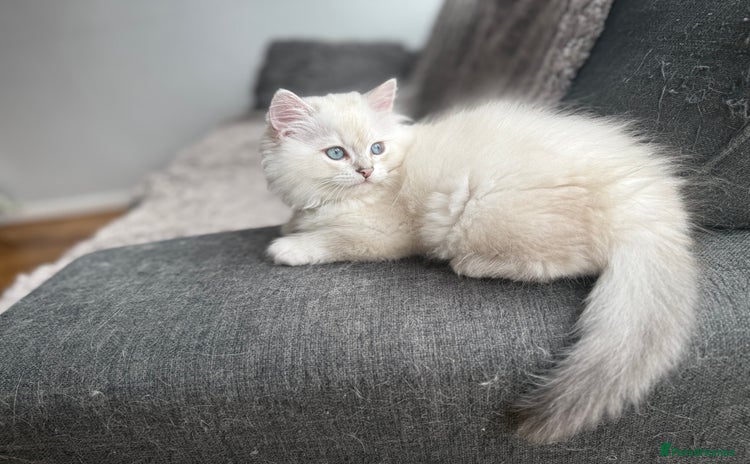 British Longhair cats - Advert 4