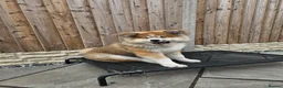 Japanese Akita Inu dogs for sale: Last Remaining Girl - RKC Registered - Advert 5