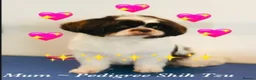 Shih Tzu dogs for sale: 💝SUPER CUTE MALSHI PUPS💝 Ready soon 🌟 - Advert 9