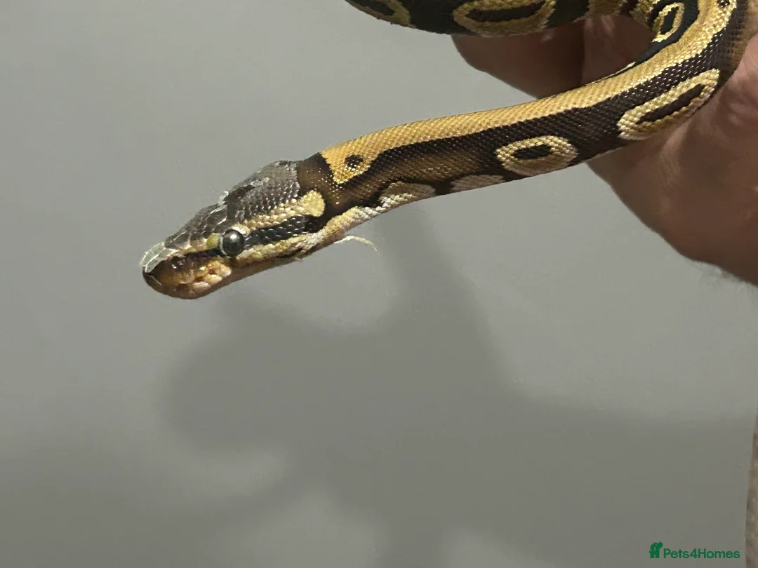 Python Snake reptiles for sale: Male python 5 months old - Advert 6