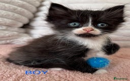 Ragdoll cats for sale: Beautifull X Ragdoll Kittens - Image 1