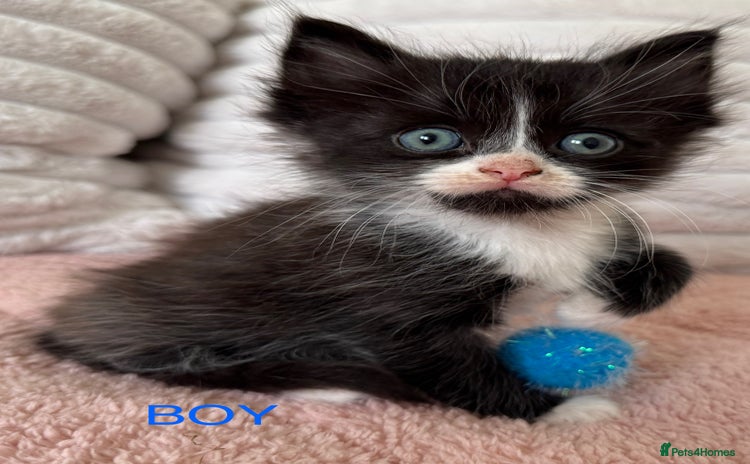 Ragdoll cats - Advert 2