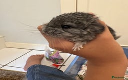 Chinchilla rodents for sale: Adorable tame chinchilla female kit - Image 5