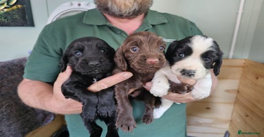 Cocker Spaniel dogs - Advert 1