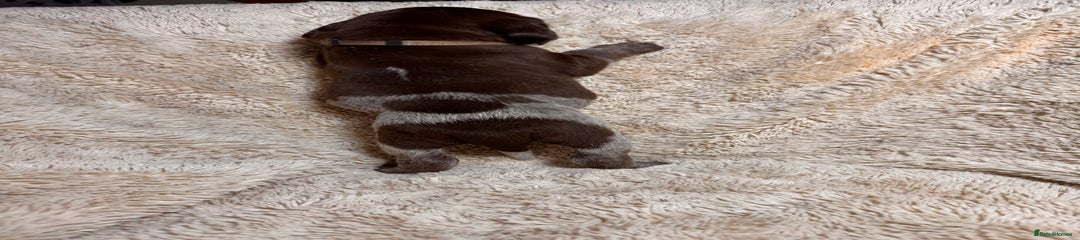 German Shorthaired Pointer Puppy 1