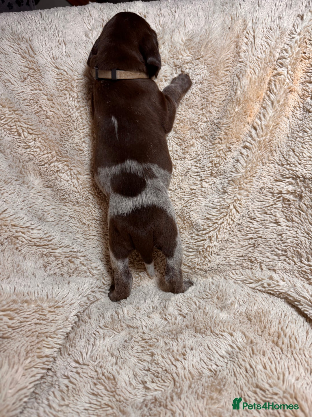 German Shorthaired Pointer dogs for sale: German Shorthaired Pointer Puppies - Leeds - Advert 16