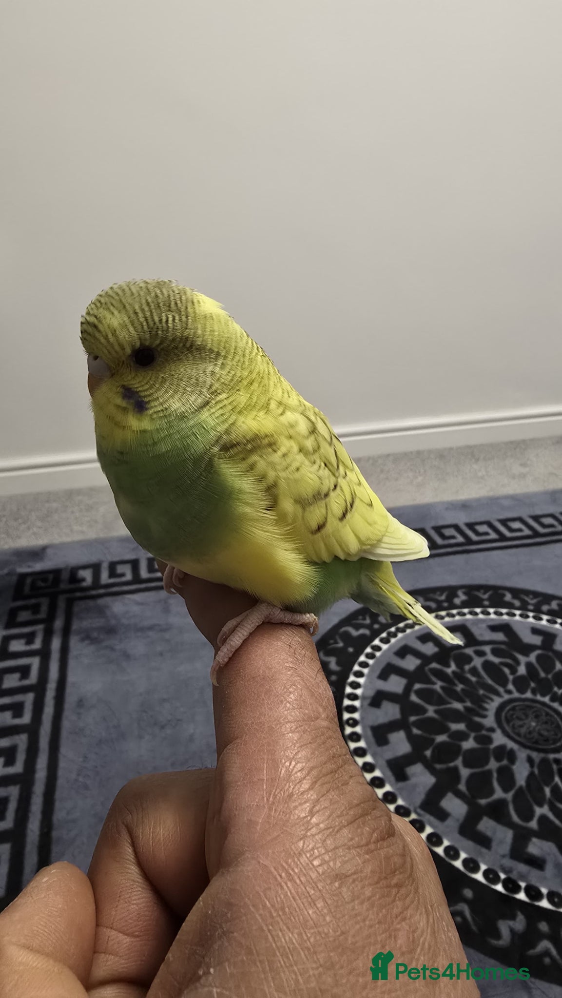 Budgerigars birds Baby budgie tame  - Advert 9