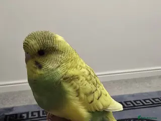 Budgerigars birds Baby budgie tame - Advert 9
