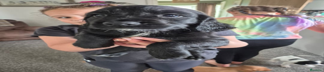 Sprocker Puppy 4