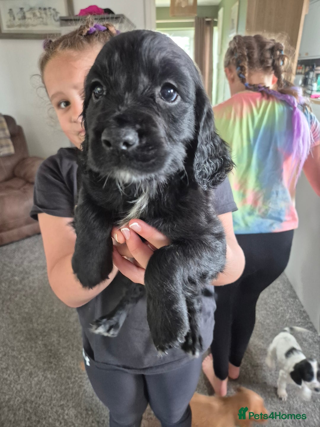 Sprocker dogs for sale: Sprocker Spaniel Puppies - Image 4