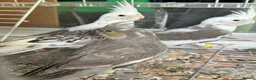 Cockatiels birds for sale: Baby cockatiels for sale - ready to leave now  - Advert 11