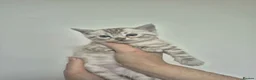 Bengal cats for sale: RARE TICA Snow lynx Clouded glitter bengal kittens in Port Glasgow - Advert 5