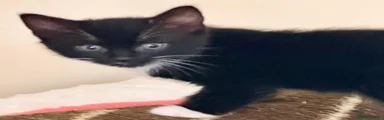 Tuxedo Kitten 2
