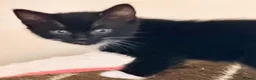 Mixed Breed cats for sale: 8 gorgeous kittens (tuxedo, tortie, tabby, black) - Advert 8