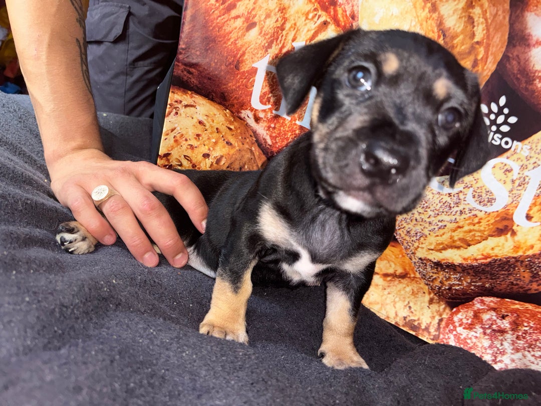 Mixed Breed dogs for sale: Puppies  - Image 5