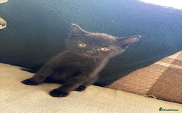 British Shorthair cats for sale: 4 kittens for sale - Image 15
