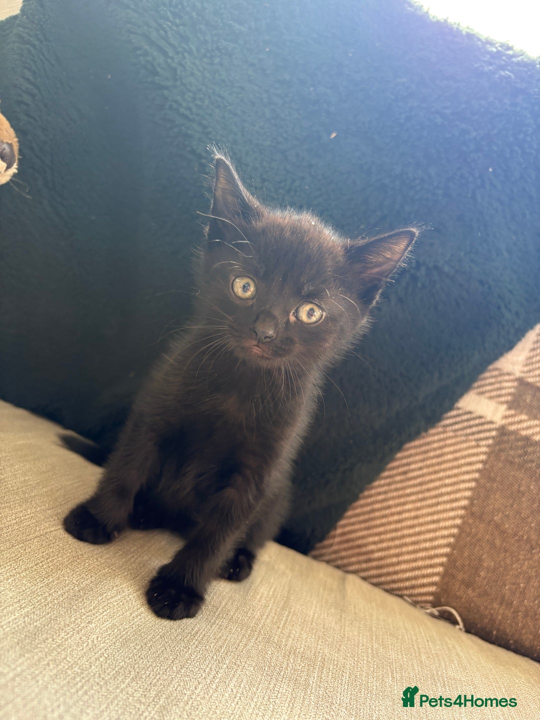 British Shorthair cats for sale: 4 kittens for sale - Image 15