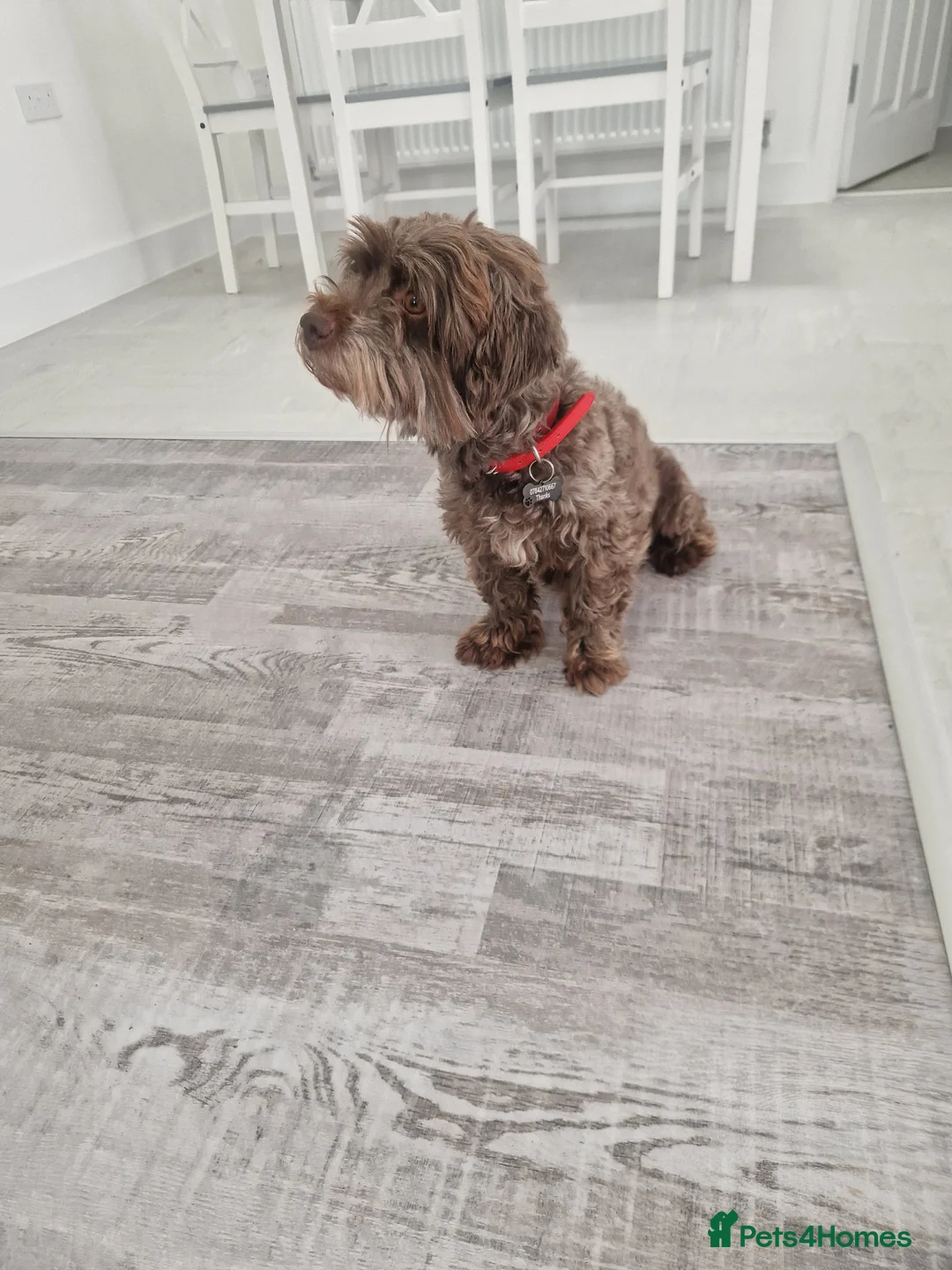 Havapoo dogs for sale: havapoo, beautiful puppies, 4 boys and 2 girls in Frome - Advert 16