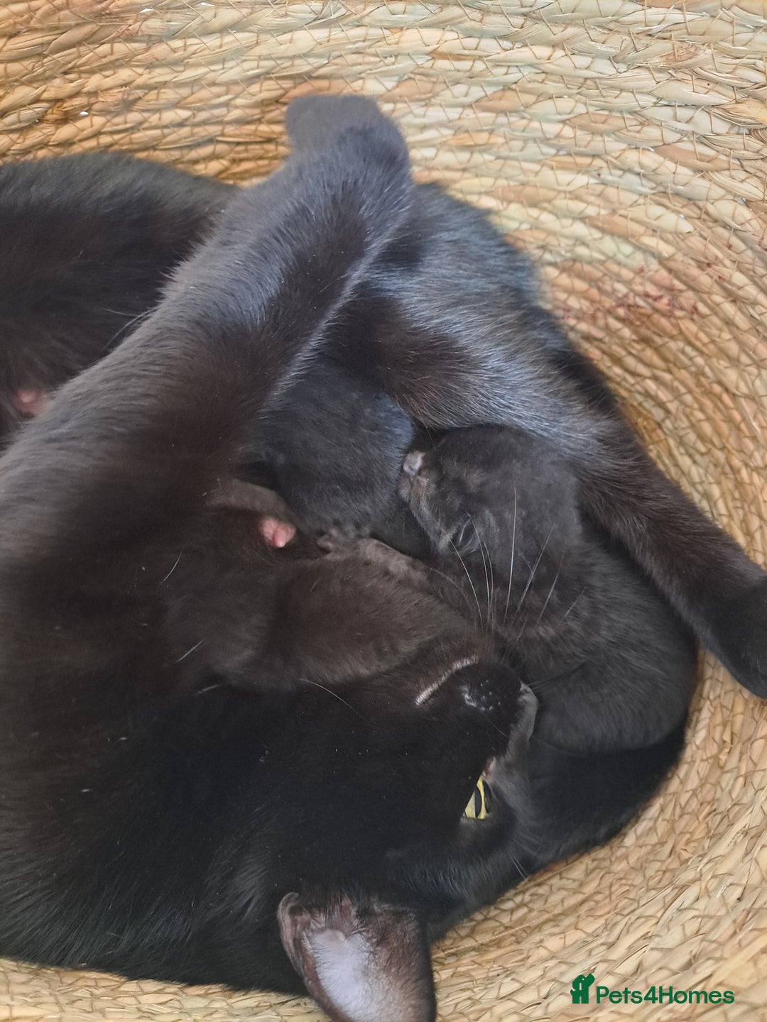 Mixed Breed cats for sale: Black kittens for sale - Advert 6