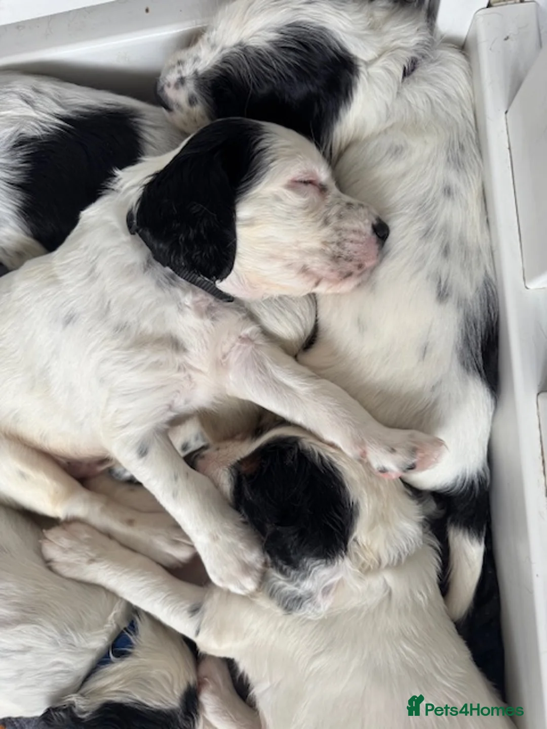 English Setter dogs for sale: Working English Setter Puppies –  KC Reg - Advert 1