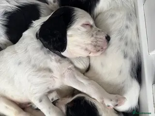 English Setter dogs Working English Setter Puppies – KC Reg - Advert 6