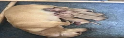 Miniature Dachshund dogs for sale: ⭐️⭐⭐️⭐️⭐️ Last 1 Male Miniature Dachshund Left - Advert 6