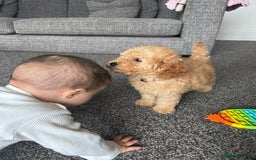 Miniature Poodle dogs for sale: Miniature poodle - Image 3
