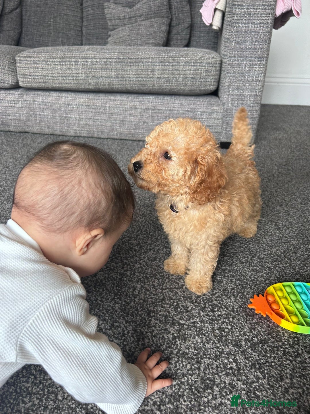 Miniature Poodle dogs for sale: Miniature poodle - Image 3