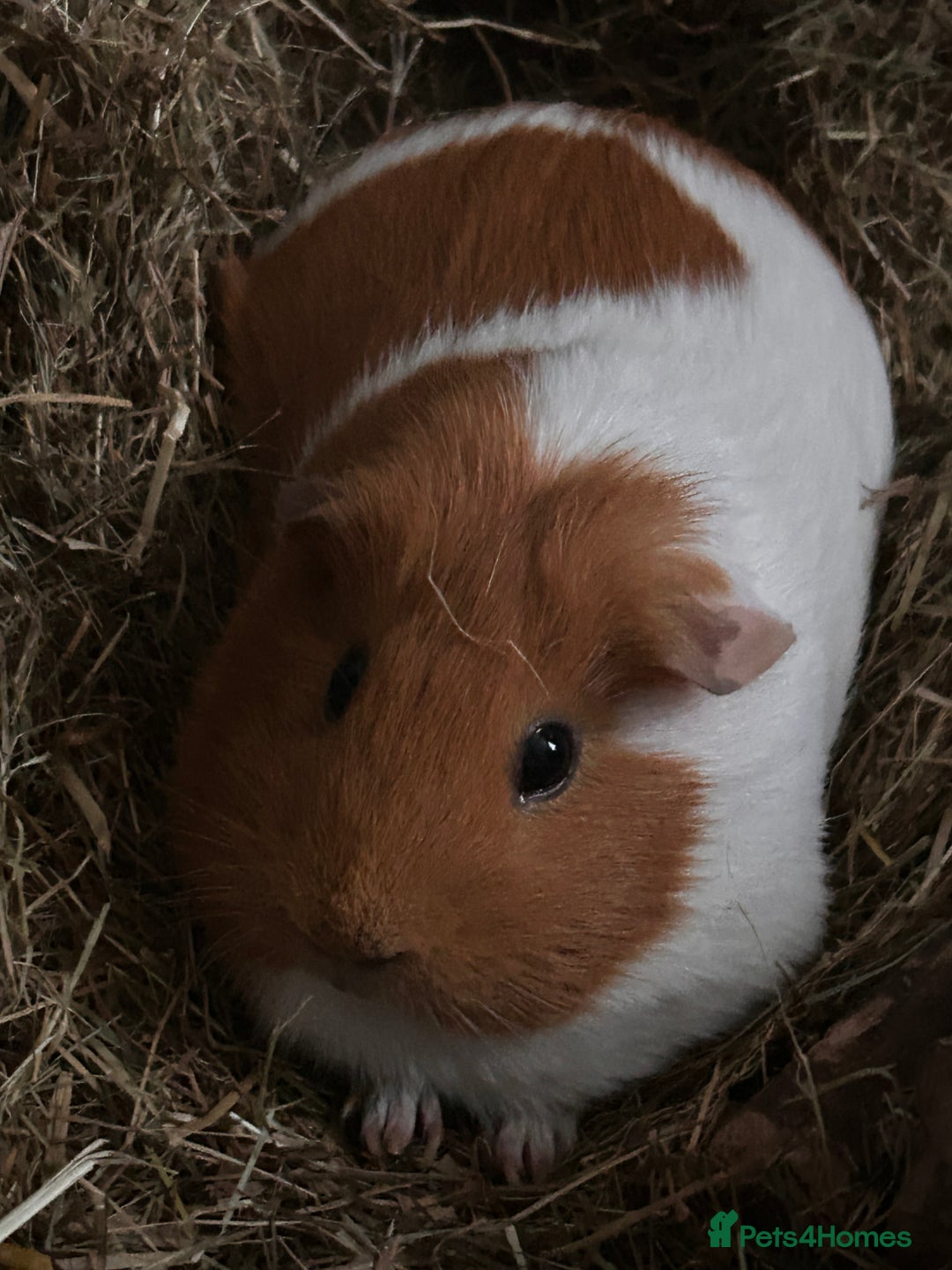 Guinea Pig rodents for sale: Oreo and ginger snaps and digestive  - Advert 2