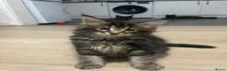 Maine Coon cats for sale: 7 GCCF registered Maine coon boys. - Advert 9