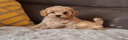 Shihpoo dogs for sale: Gorgeous Little Shihpoo Pups sold Fully Vaccinated - Advert 19