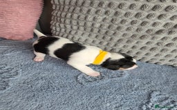 Jack Russell dogs for sale: Jack russell puppies - Image 13