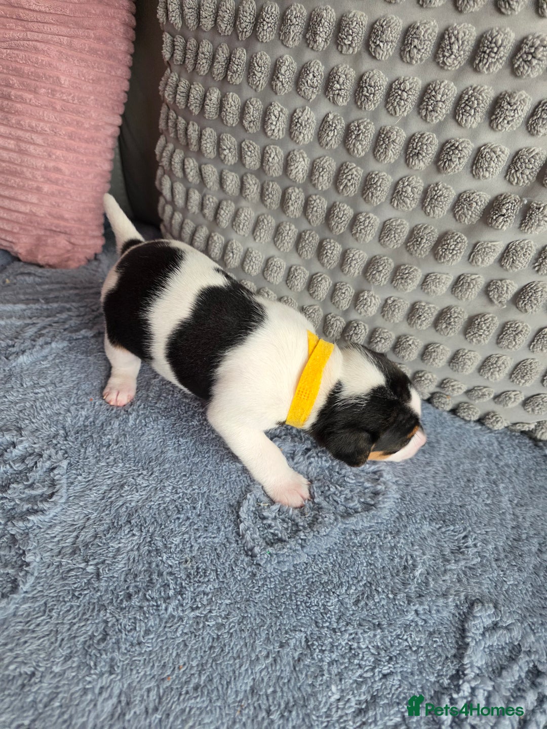 Jack Russell dogs for sale: Jack russell puppies - Image 13