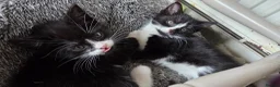 Mixed Breed cats for sale: 2 Beautiful Black and White Female Kittens  - Advert 8