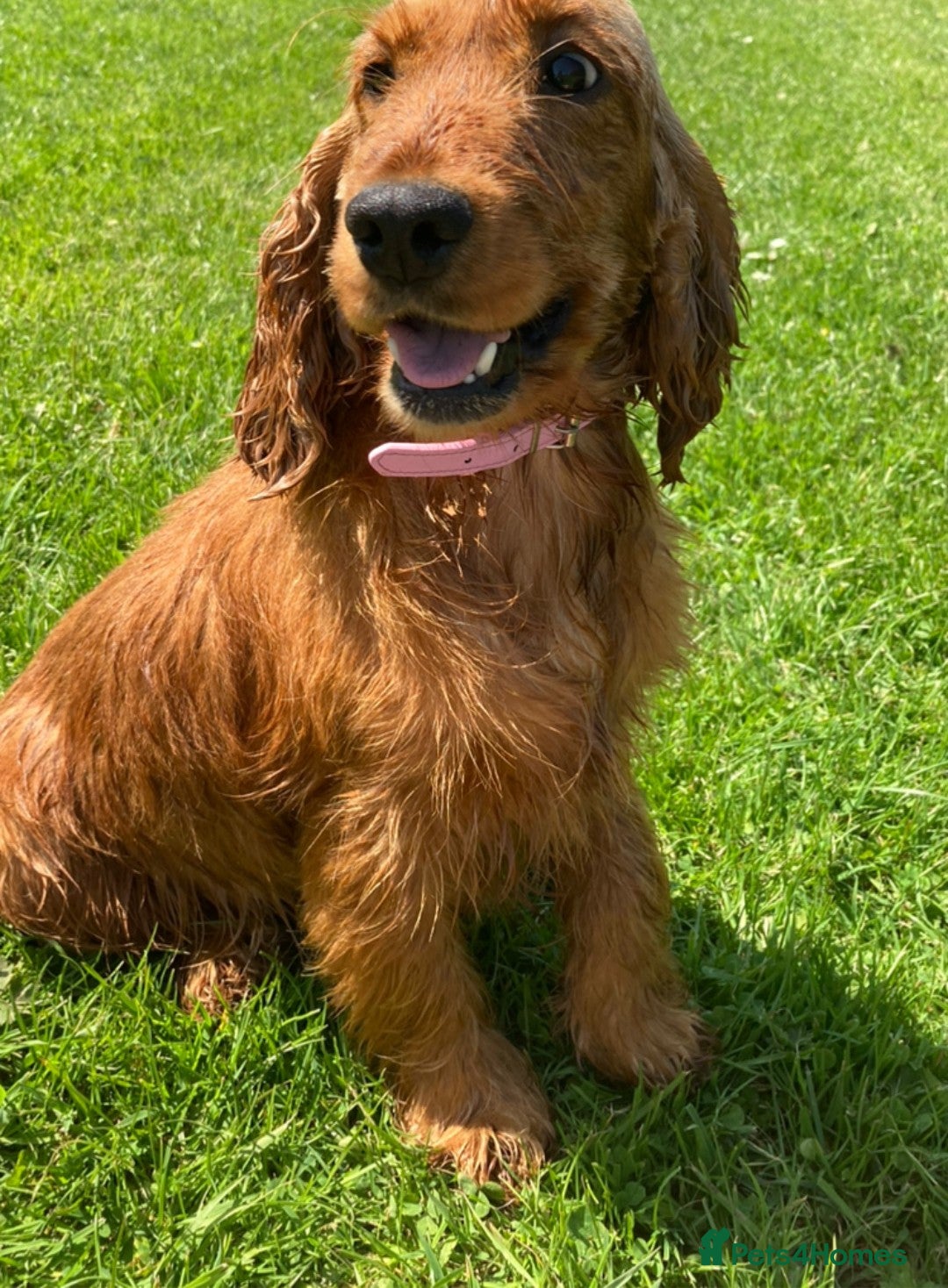 Cockapoo dogs for sale: Show type Cockapoos DNA CLEAR  - Image 5