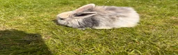 Mini Lop rabbits for sale: Adorable mini lops 💖🩵 - Advert 7
