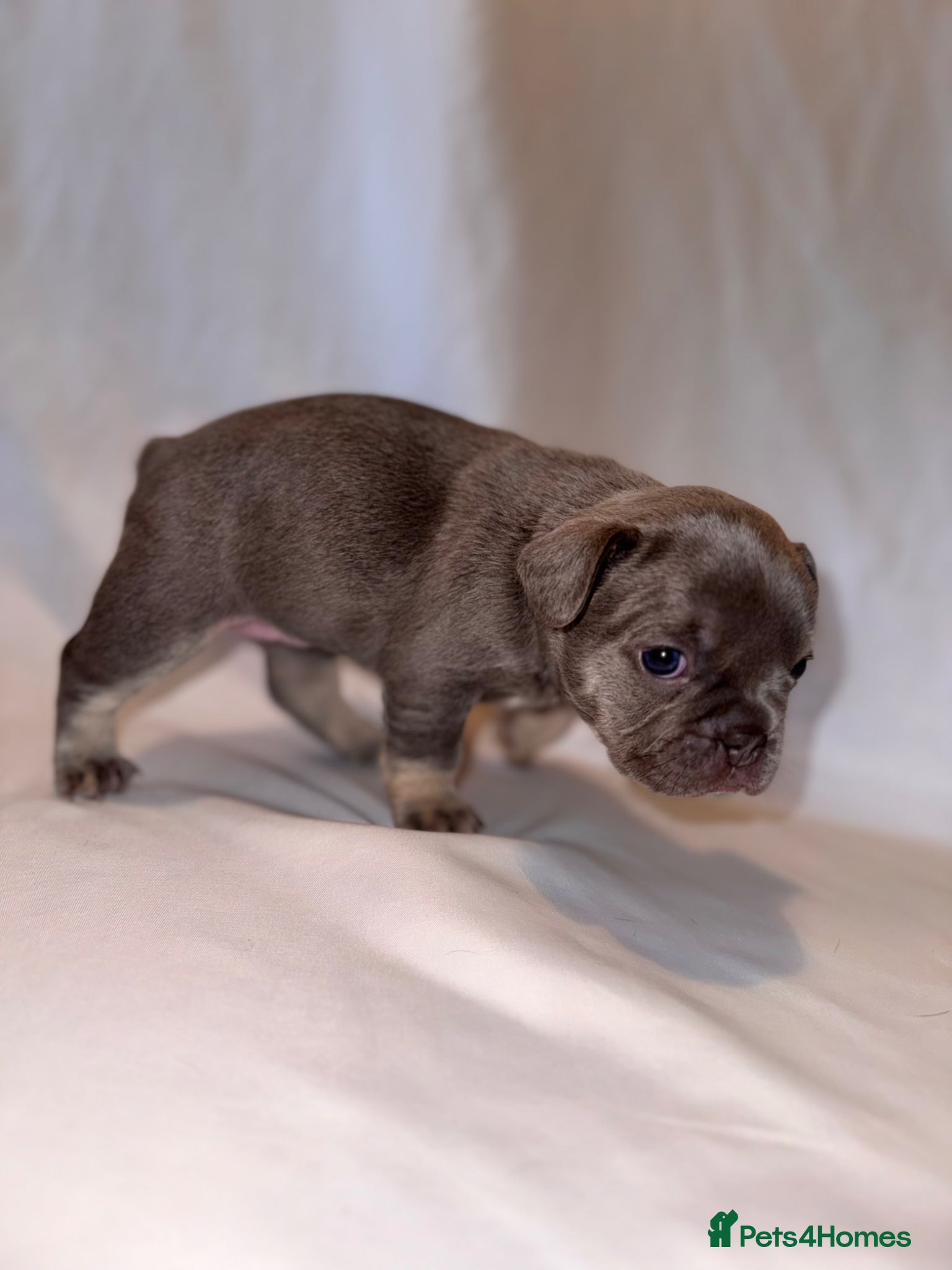 French Bulldog dogs for sale: Exceptional French Bulldog Puppies in Bristol - Advert 15