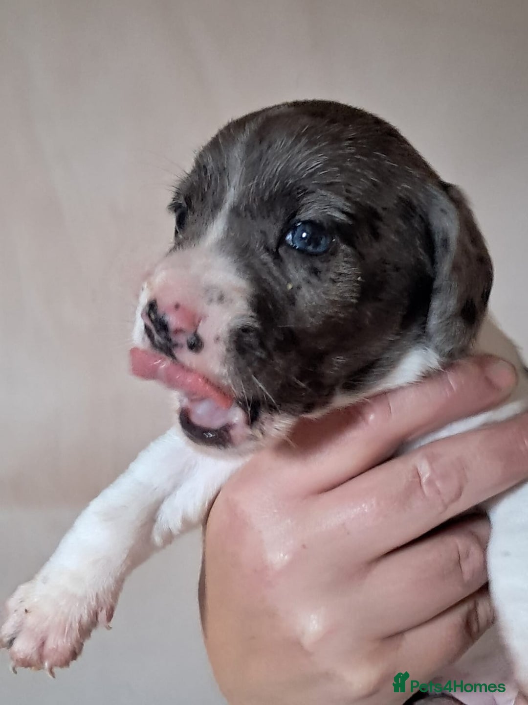 Mixed Breed dogs for sale: Cocker Jack puppies - Image 6