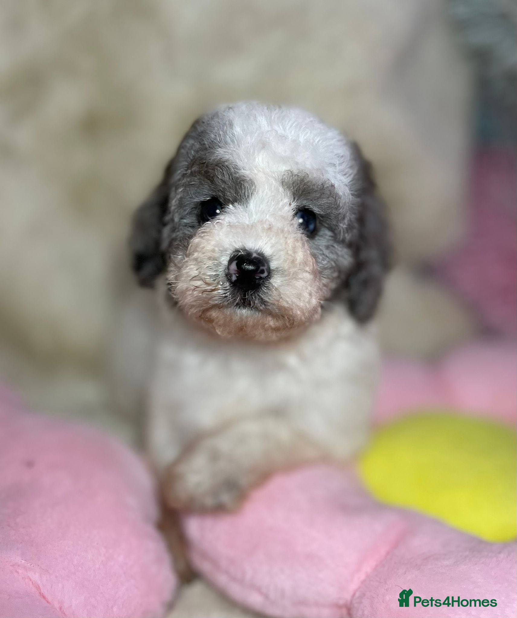 Cavapoo dogs Beautiful cavapoo puppies - Advert 15