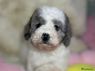 Cavapoo dogs Beautiful cavapoo puppies - Advert 15