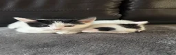 Mixed Breed cats for sale: Adorable Kittens Looking for Loving Homes 🐾 - Advert 9