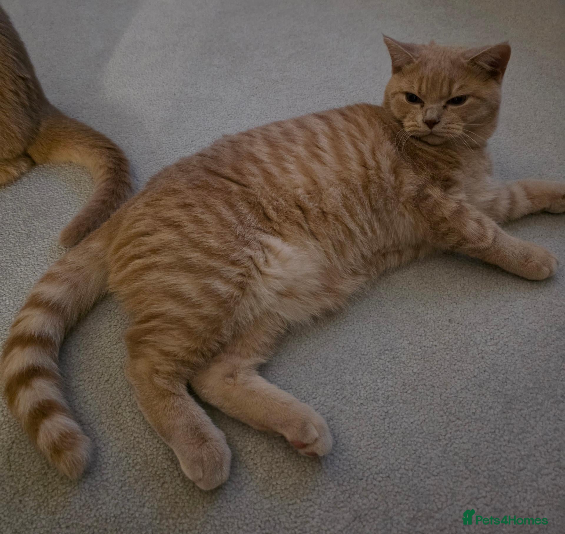 British Shorthair cats for sale: One male full BSH creamy/lilac with tangerine eyes - Advert 22