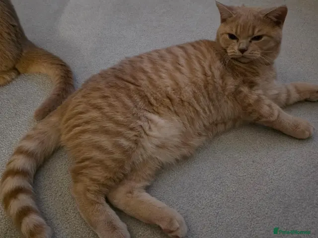 British Shorthair cats for sale: One male full BSH creamy/lilac with tangerine eyes - Advert 22