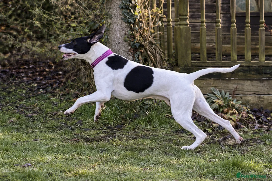 Pointer dogs for adoption: Oliver.From Broken to Brave.Ready for Forever Home - Advert 3