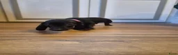 Miniature Dachshund dogs for sale: Male Miniature Dacshunds - Advert 8