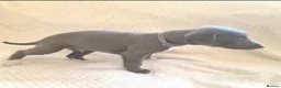 Whippet dogs for sale:  Beautiful blue whippet pups ror sale - Advert 8