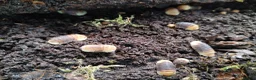 Isopods invertebrates for sale: Isopods Cubaris Ardentiella Sinodillo Spherillo  in Telford - Advert 11