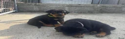 Rottweiler dogs for sale: High-Energy Hearts in Strong Little Bodies in Dundee - Advert 7